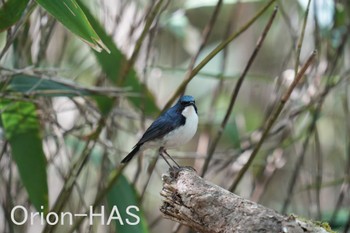 Siberian Blue Robin 山梨県 Thu, 5/18/2023