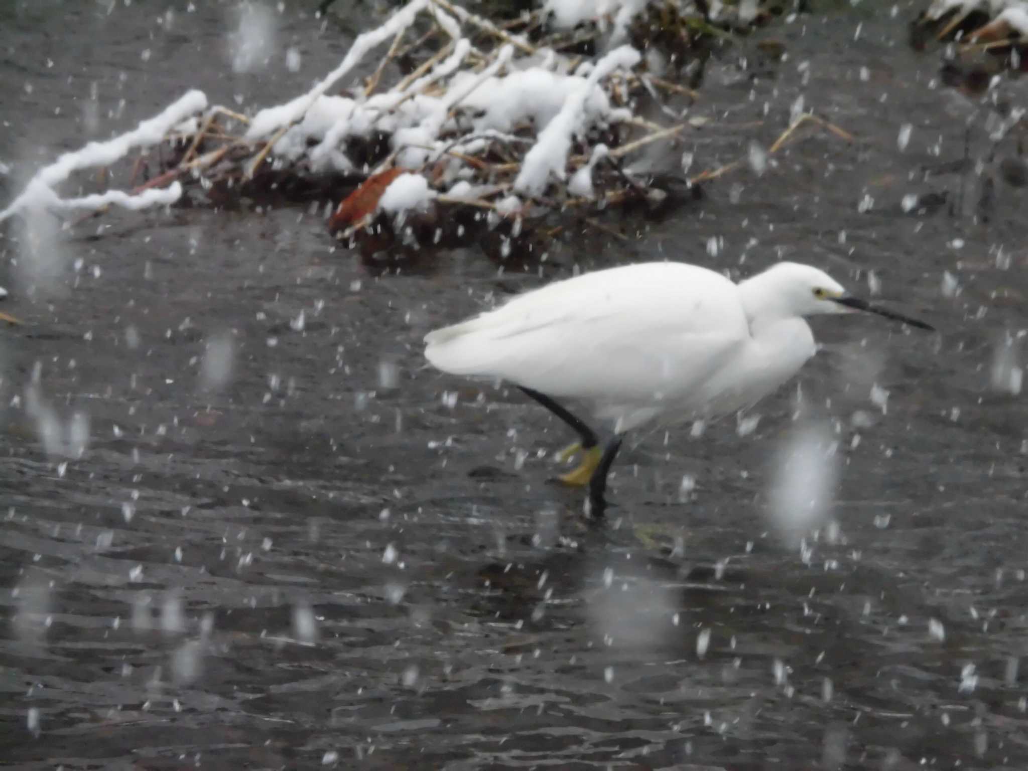 Photo of Little Egret at 家の近所 by たら