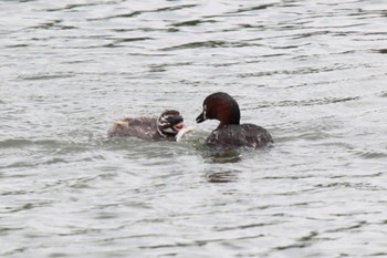 Little Grebe Isanuma Sat, 6/10/2023