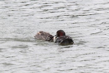 Little Grebe Isanuma Sat, 6/10/2023