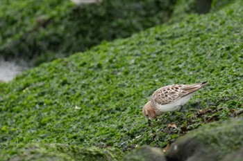 トウネン ふなばし三番瀬海浜公園 2023年4月22日(土)