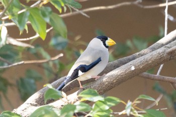 Japanese Grosbeak Unknown Spots Thu, 3/16/2023