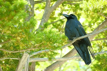 Large-billed Crow 大沼公園(北海道七飯町) Tue, 6/21/2022