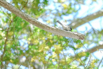 Marsh Tit 大沼公園(北海道七飯町) Tue, 6/21/2022