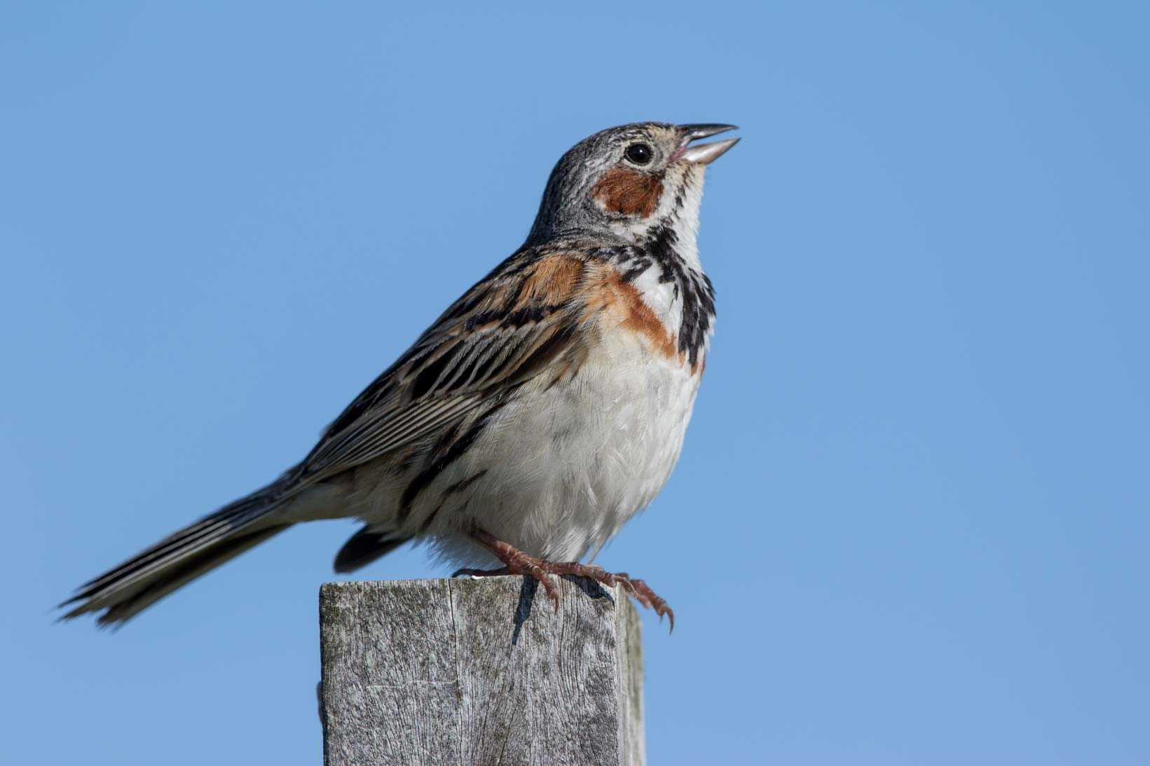 Photo of Chestnut-eared Bunting at Kirigamine Highland by Trio