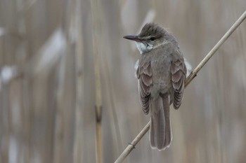 Oriental Reed Warbler 女神湖 Mon, 6/12/2023