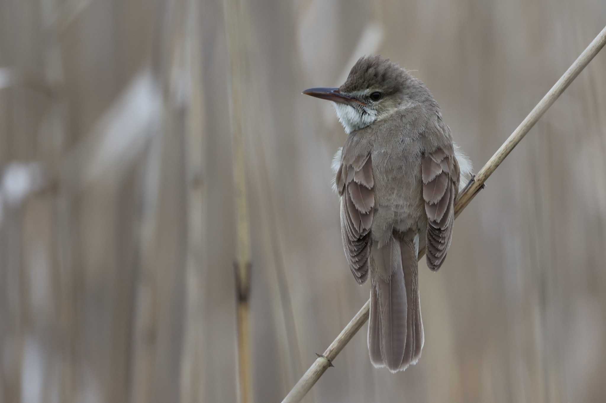 Oriental Reed Warbler