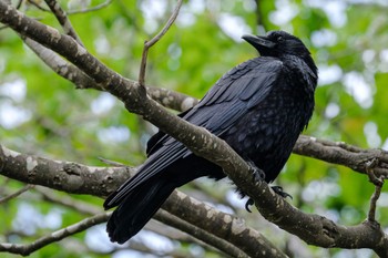 Carrion Crow 大沼公園(北海道七飯町) Tue, 5/23/2023