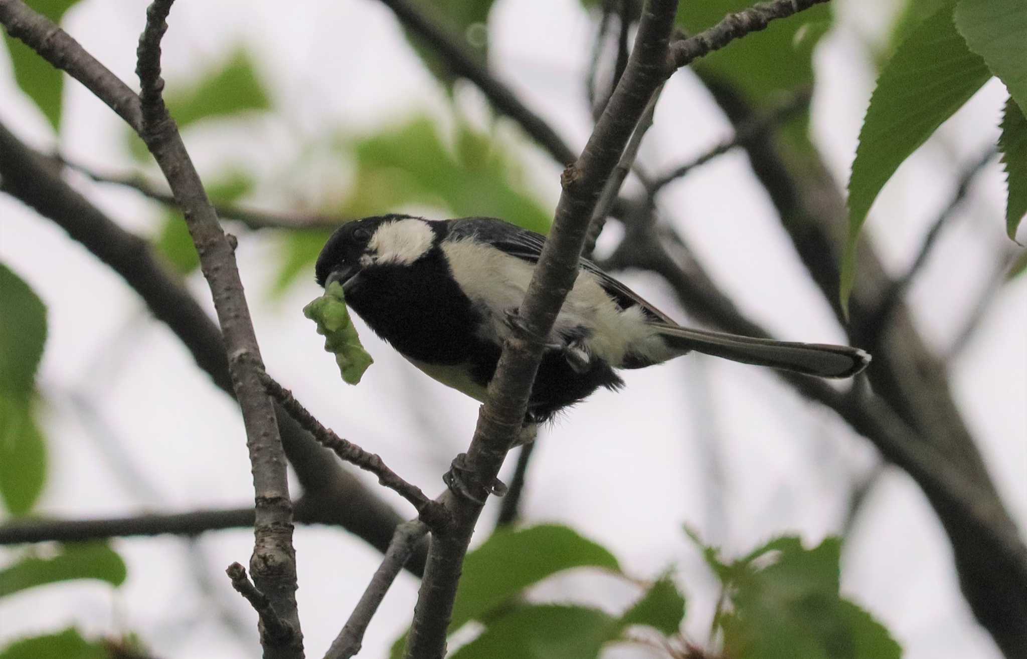 シジュウカラ