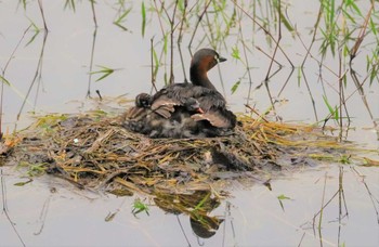 2023年6月15日(木) 勅使池(豊明市)の野鳥観察記録