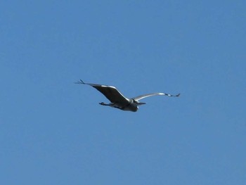 2018年2月13日(火) 多摩川の野鳥観察記録