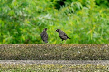 Crested Myna 金井遊水地(金井遊水池) Fri, 6/16/2023