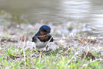 Barn Swallow 珠洲市 Fri, 6/9/2023