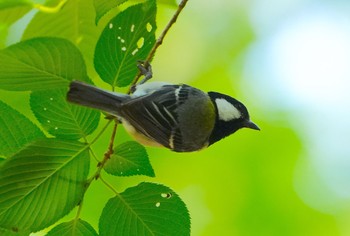 シジュウカラ 大泉緑地 2023年6月16日(金)