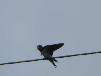 Barn Swallow Unknown Spots Fri, 6/16/2023