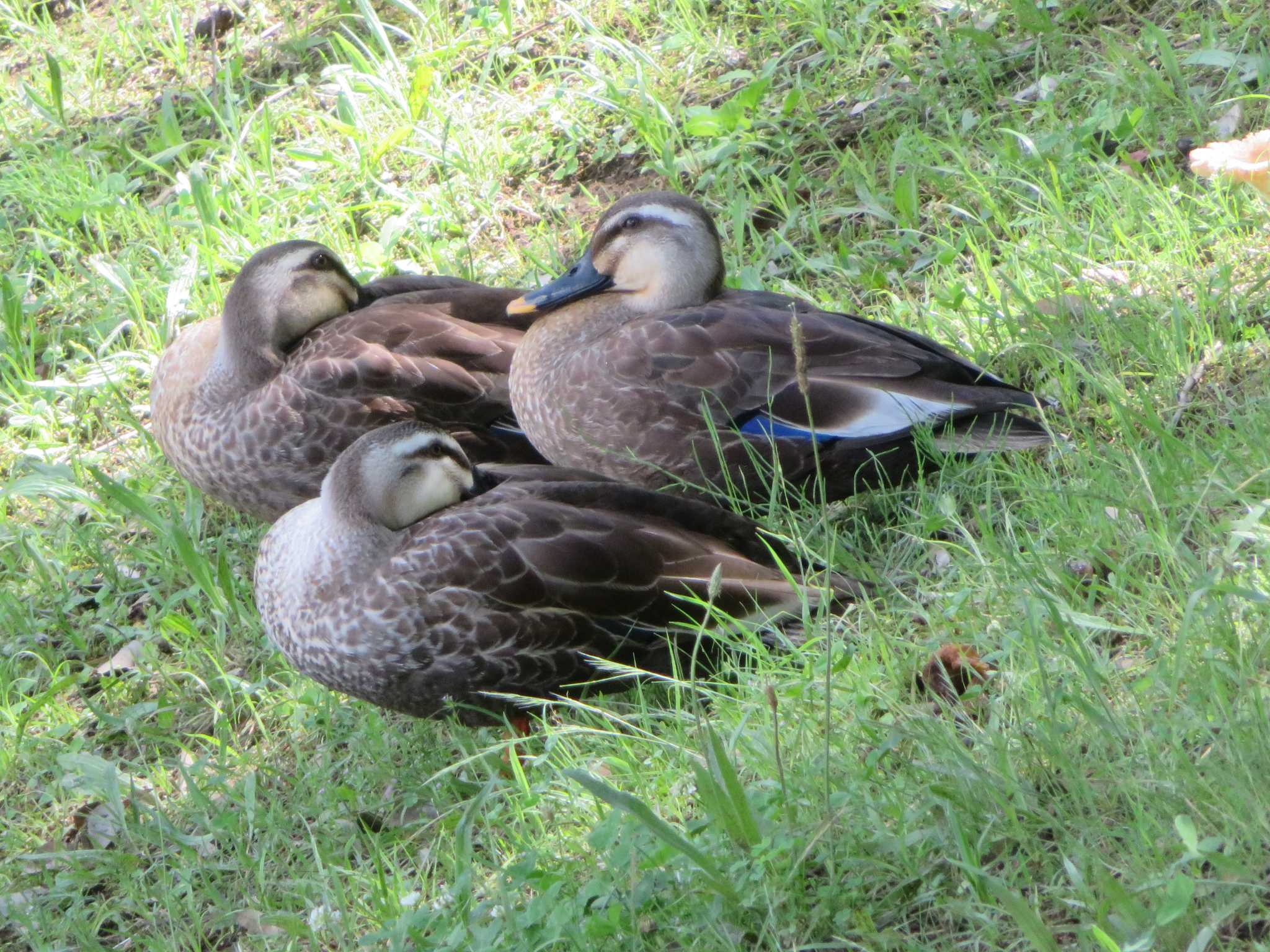 Photo of Eastern Spot-billed Duck at  by KAT