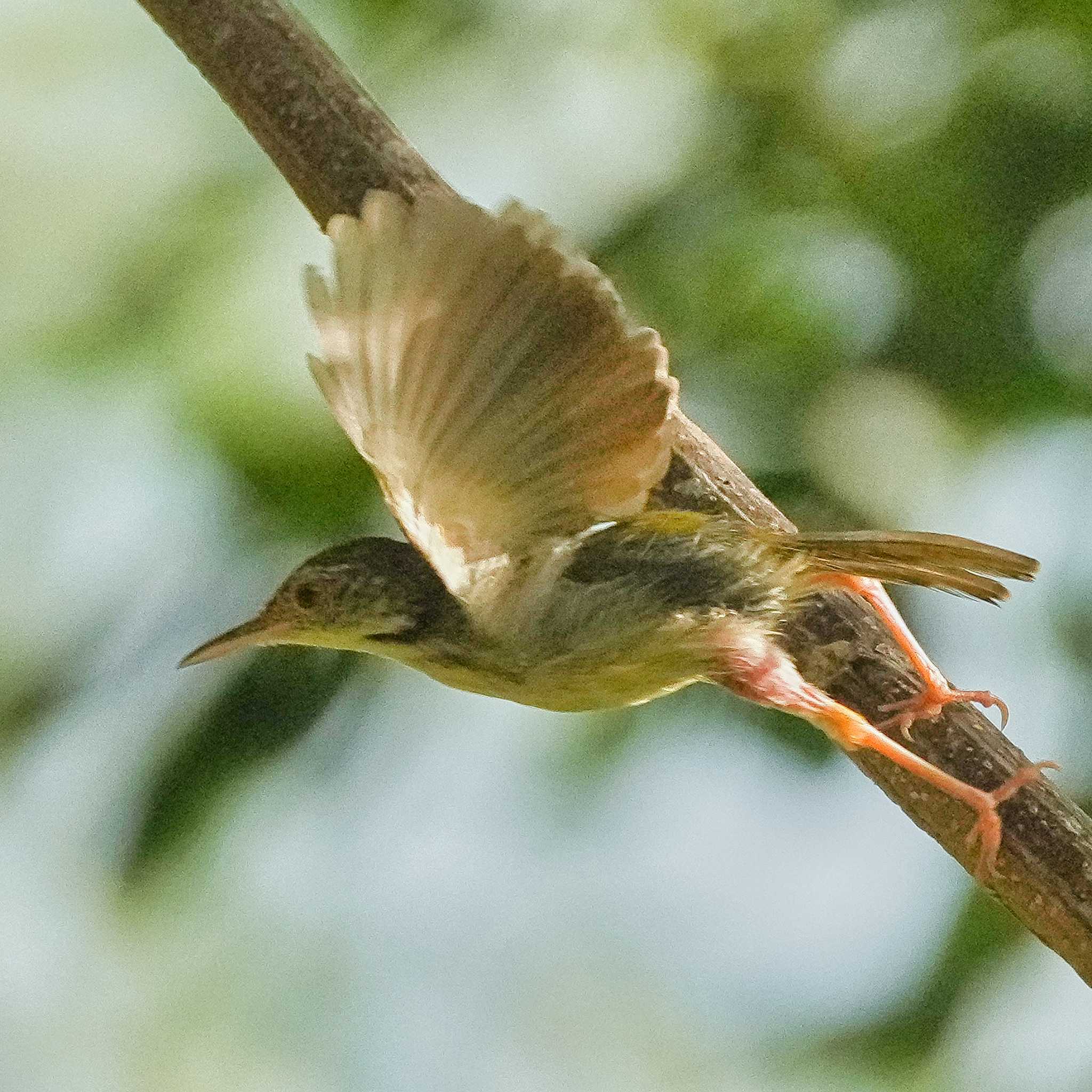 Photo of Common Tailorbird at Bang Phra Non-Hunting area by span265
