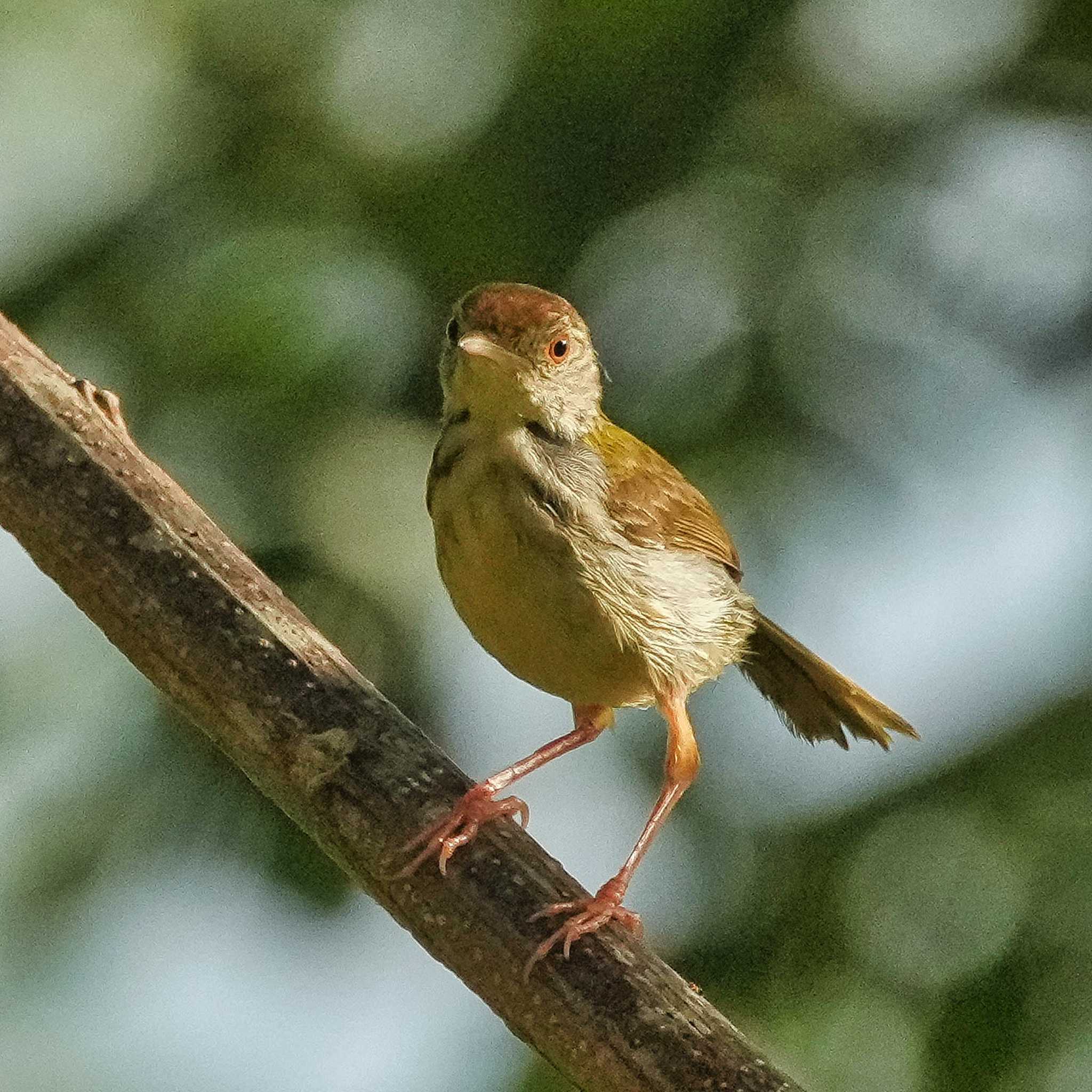 Photo of Common Tailorbird at Bang Phra Non-Hunting area by span265