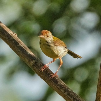 オナガサイホウチョウ Bang Phra Non-Hunting area 2023年6月15日(木)