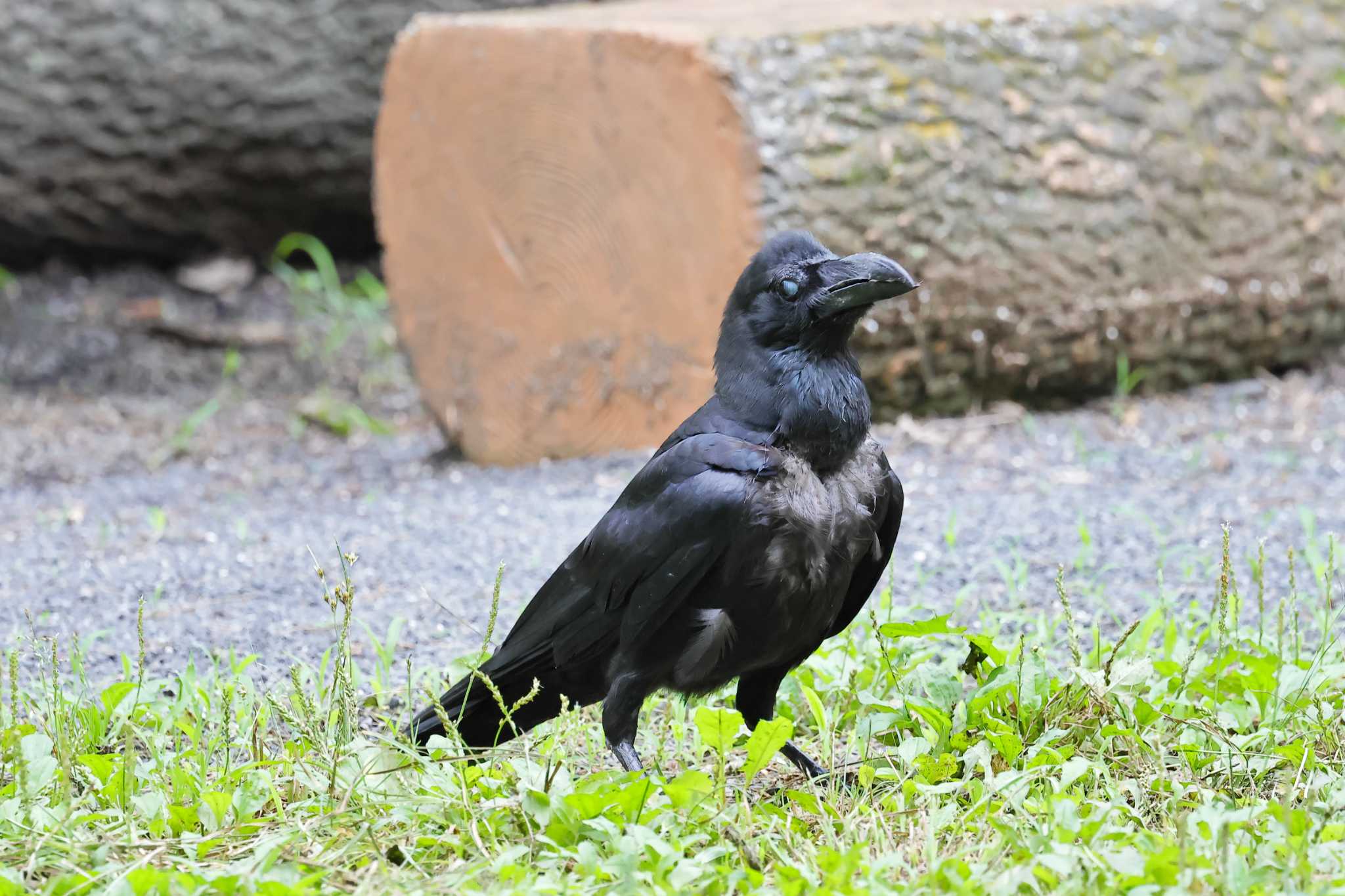 秋ヶ瀬公園(ピクニックの森) ハシブトガラスの写真 by shige taka