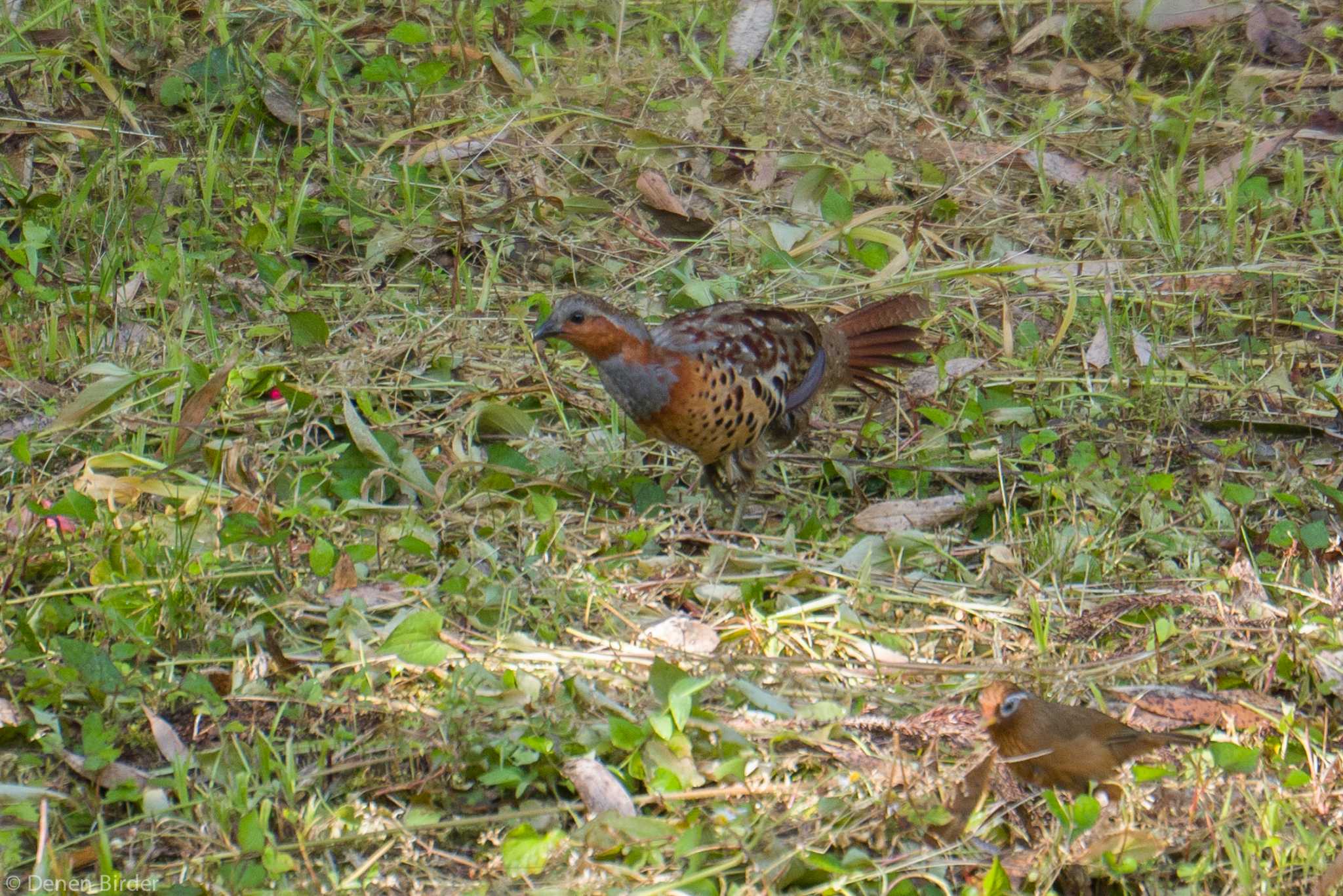 黄金のコンビに出会いました by 田園Birder