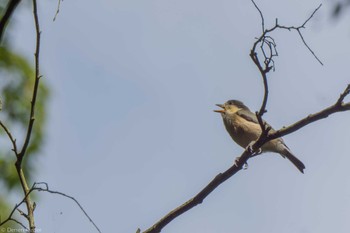 2023年6月4日(日) 城山湖の野鳥観察記録