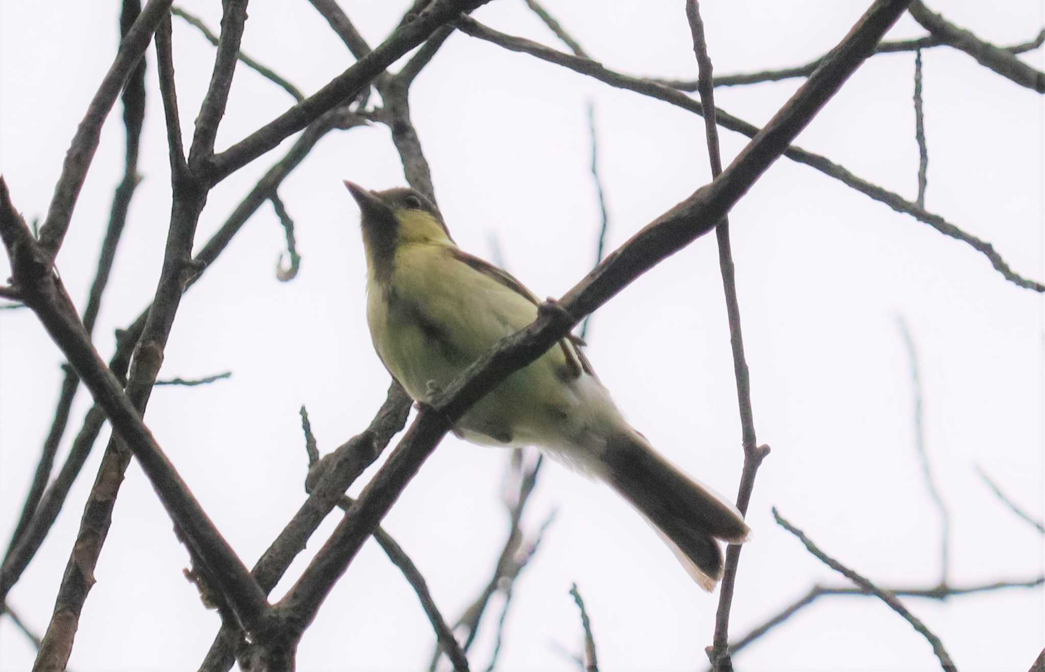 シジュウカラ