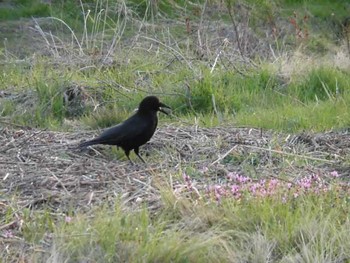 ハシブトガラス 多摩川 2018年3月17日(土)