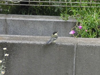 2018年5月26日(土) 家の野鳥観察記録