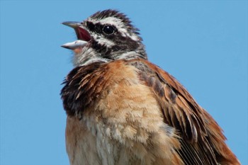 Meadow Bunting 京都府 Sun, 6/11/2023