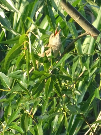 Oriental Reed Warbler 多摩川 Fri, 6/16/2023