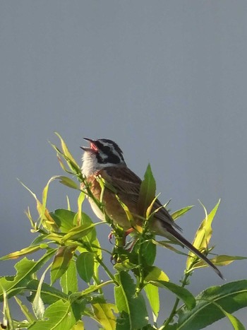 Meadow Bunting 多摩川 Fri, 6/16/2023