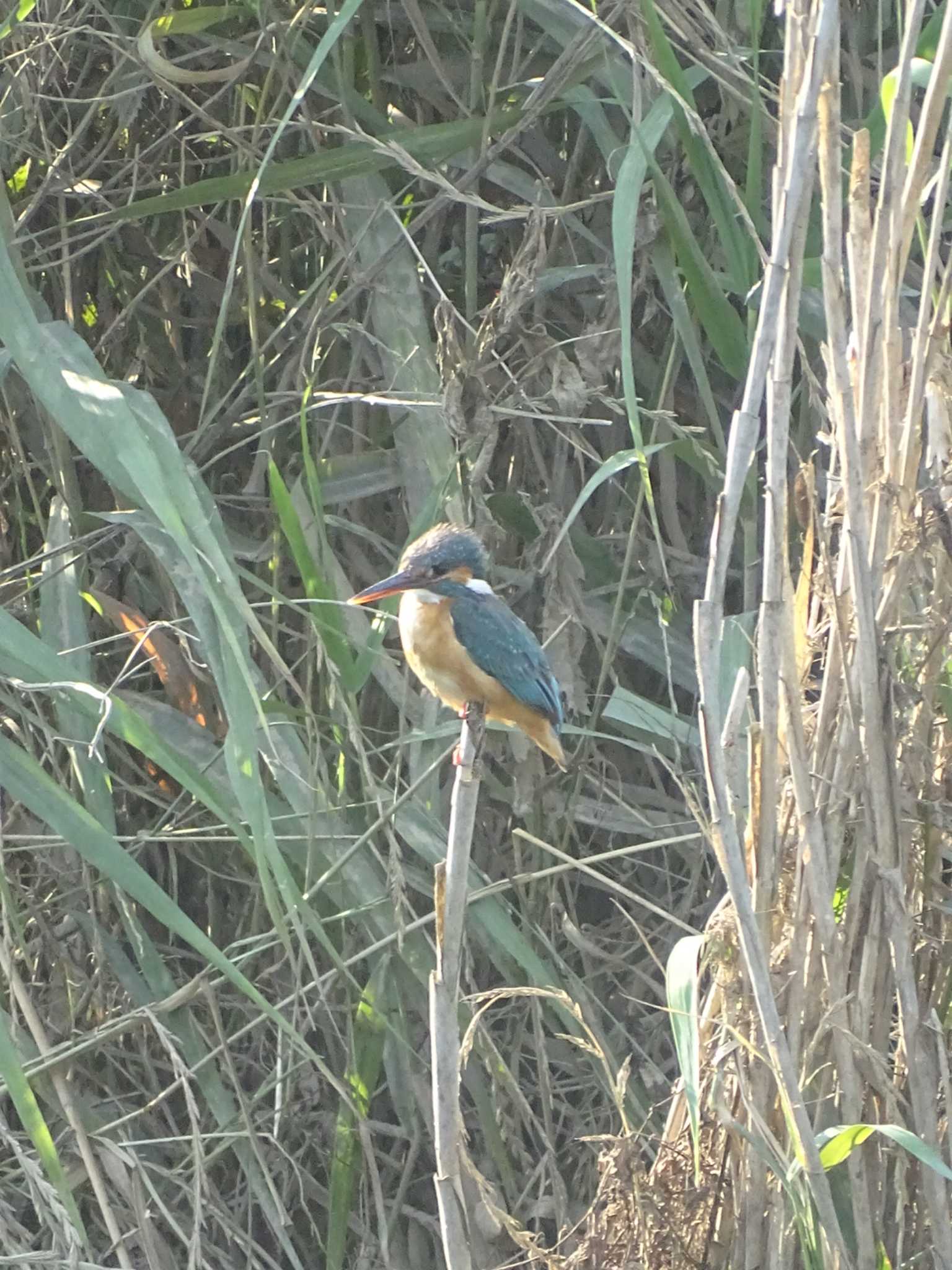 Photo of Common Kingfisher at 多摩川 by poppo