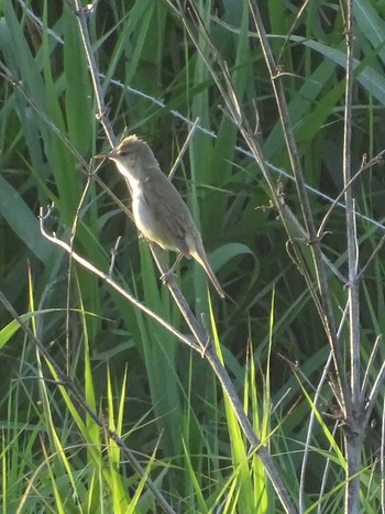 Zitting Cisticola 多摩川 Fri, 6/16/2023