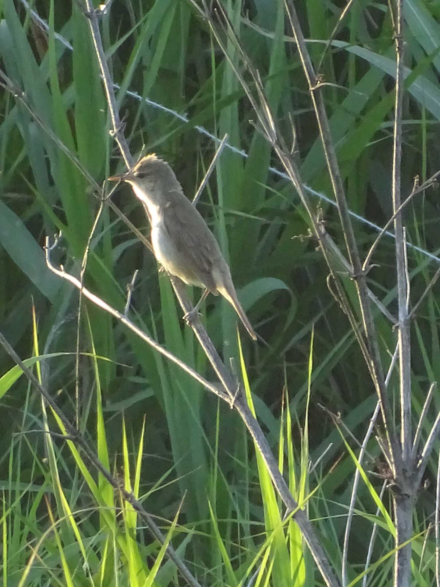 Photo of Zitting Cisticola at 多摩川 by poppo