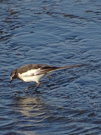 Japanese Wagtail 多摩川 Fri, 6/16/2023