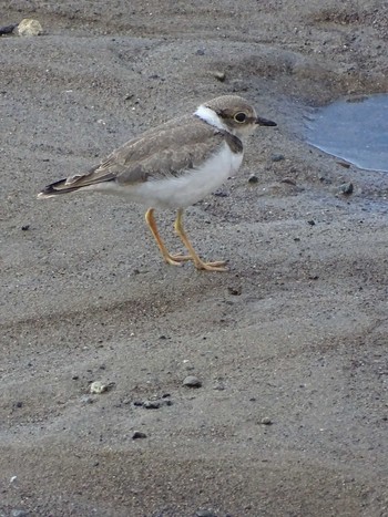 Little Ringed Plover 多摩川 Fri, 6/16/2023