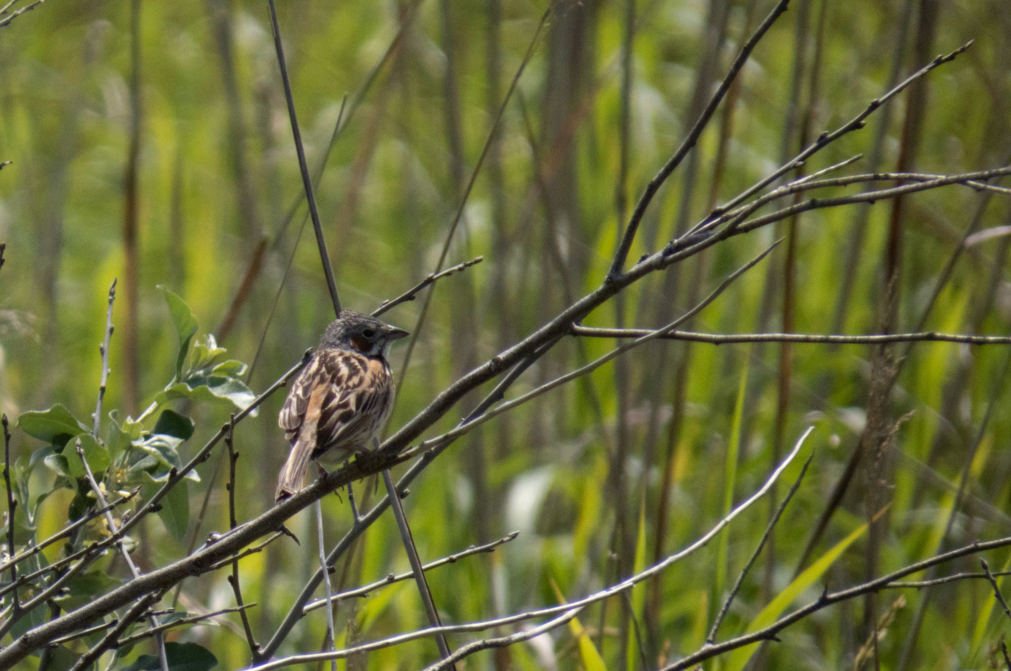 Photo of Chestnut-eared Bunting at はまなすの丘公園(石狩市) by マルCU