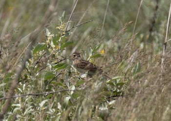 Eurasian Skylark はまなすの丘公園(石狩市) Sun, 6/11/2023