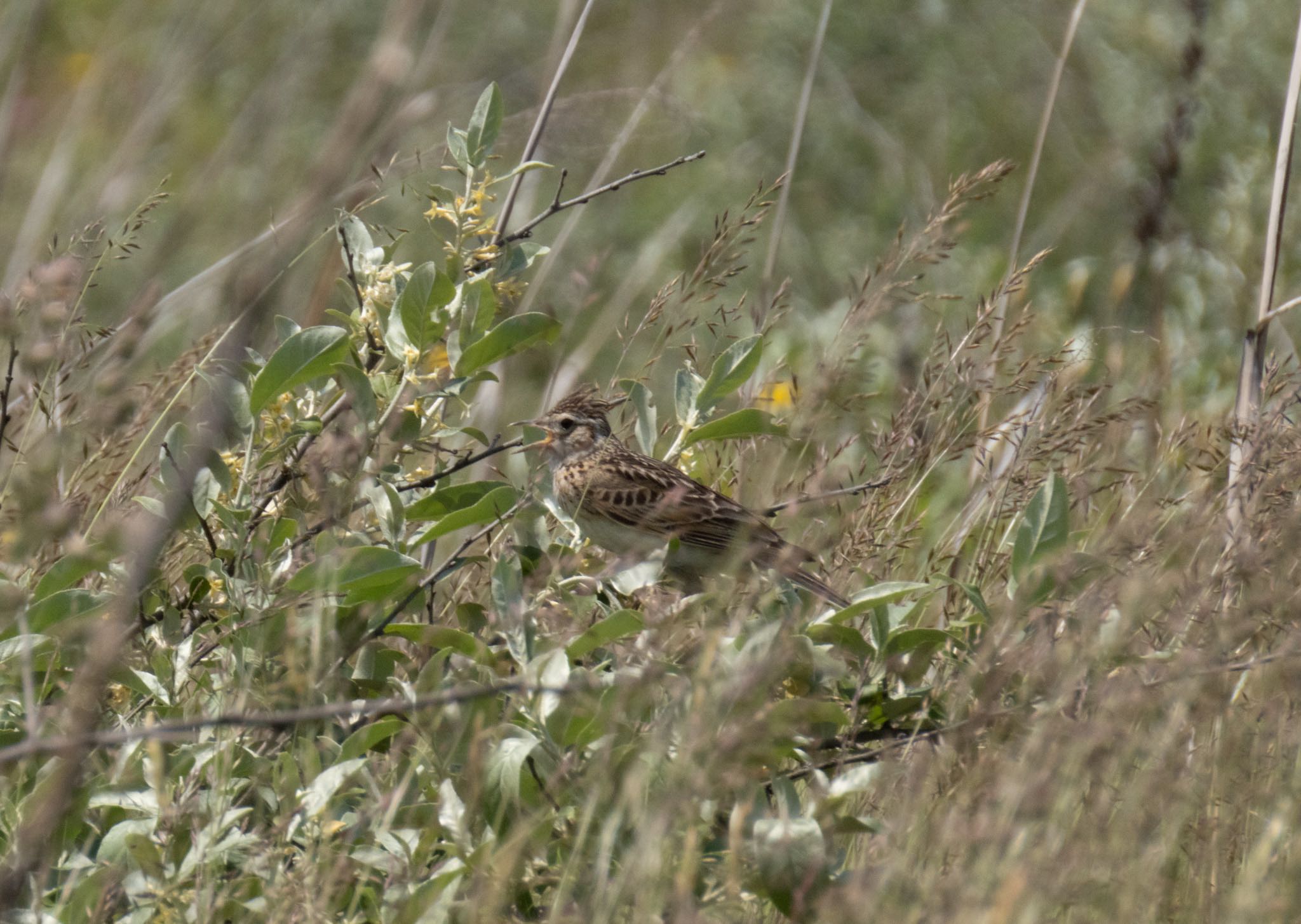 Photo of Eurasian Skylark at はまなすの丘公園(石狩市) by マルCU