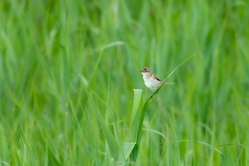 Mon, 6/5/2023 Birding report at Watarase Yusuichi (Wetland)