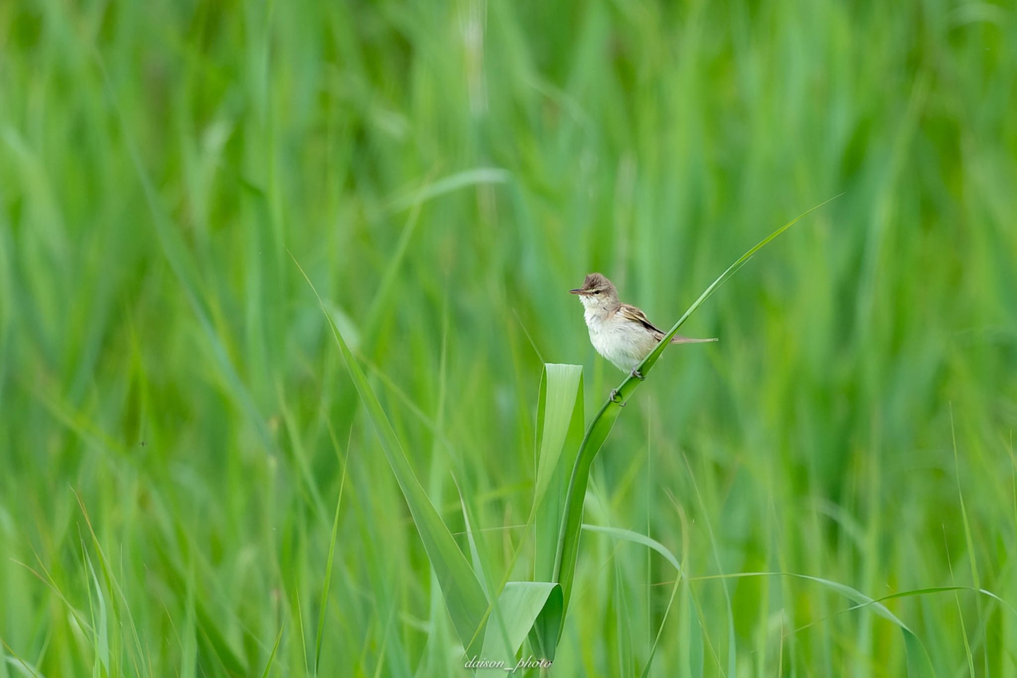 Oriental Reed Warbler