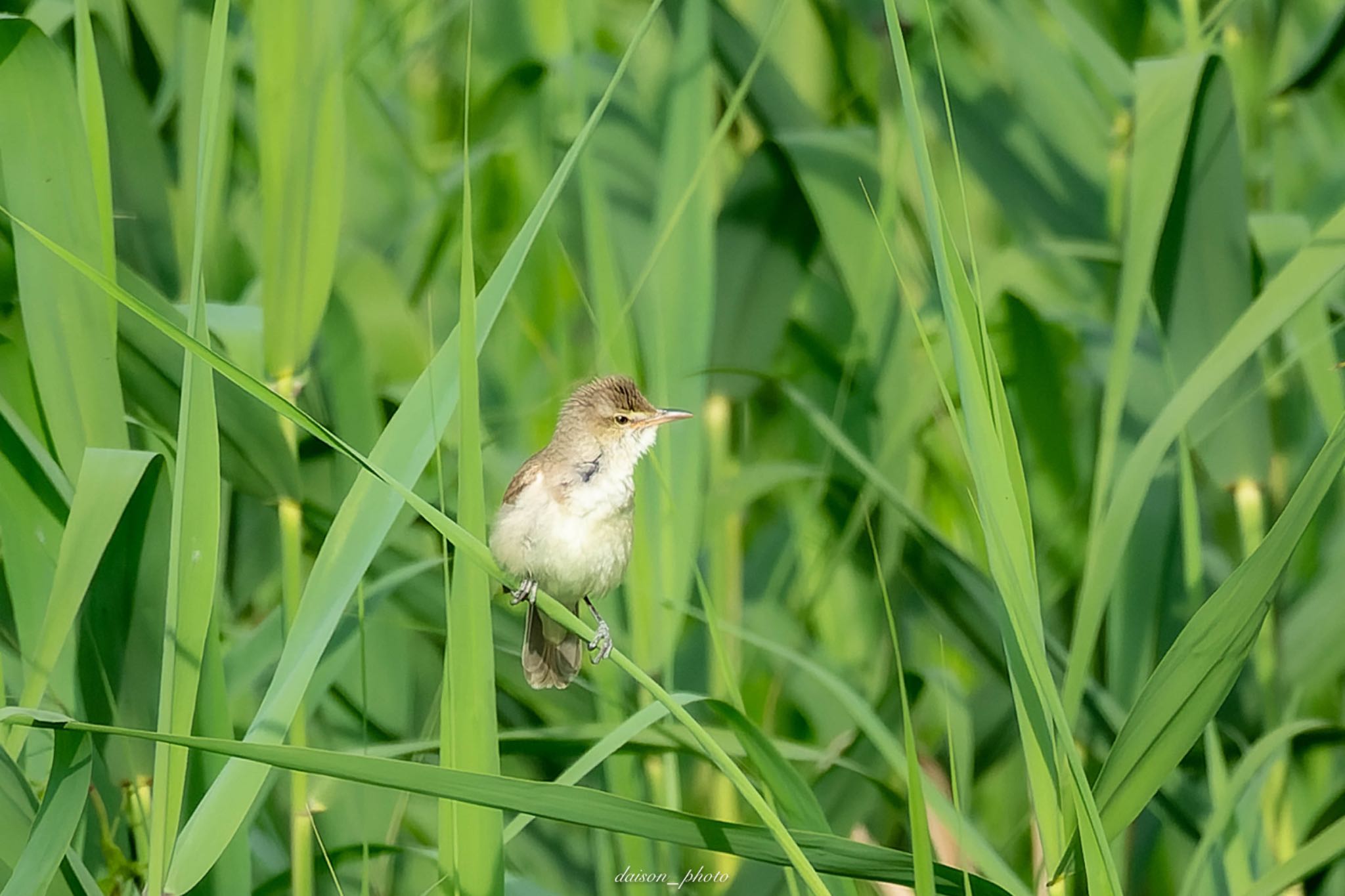 Photo of Oriental Reed Warbler at Watarase Yusuichi (Wetland) by Daison