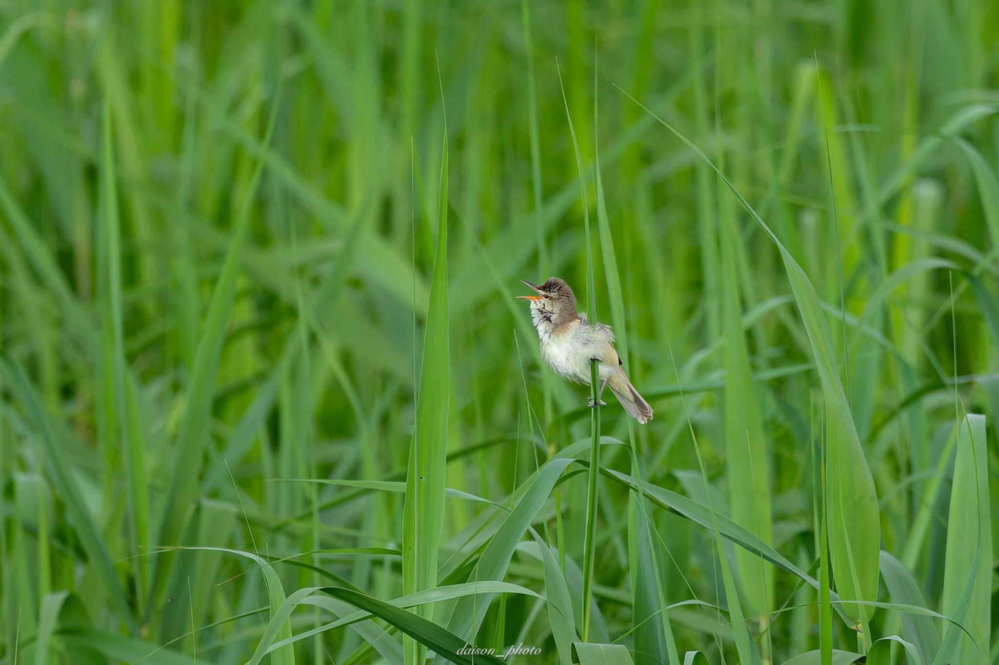 Oriental Reed Warbler