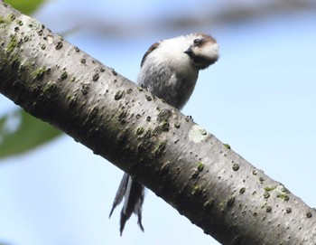 Long-tailed Tit 市が尾町公園(横浜市) Fri, 6/16/2023