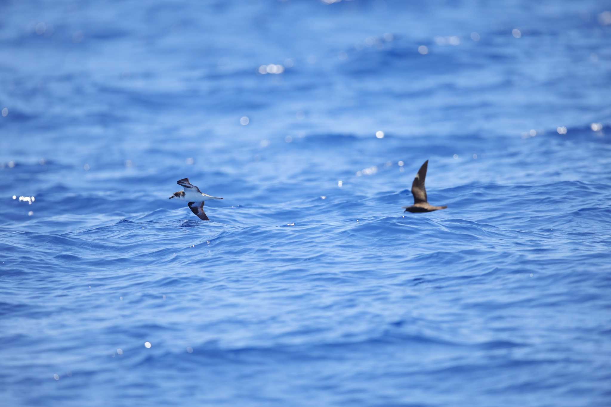 Photo of Bonin Petrel at 小笠原諸島　父島 by Hatamoto Akihiro