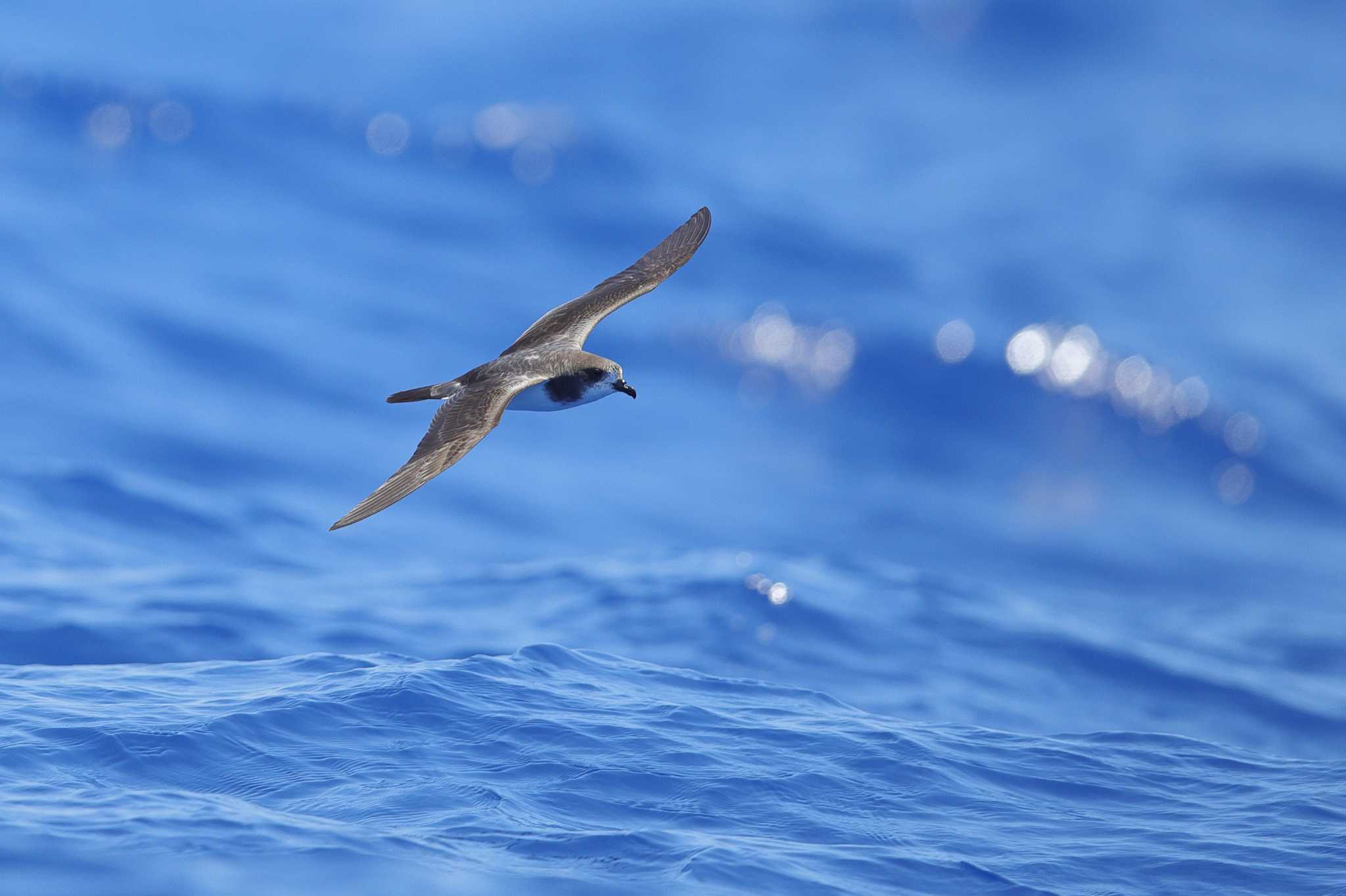 小笠原諸島　父島 シロハラミズナギドリの写真 by Hatamoto Akihiro