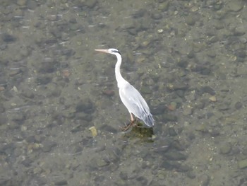 2018年6月12日(火) 多摩川の野鳥観察記録