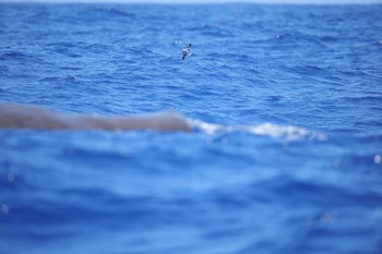 Bonin Petrel 小笠原諸島　父島 Wed, 6/14/2023