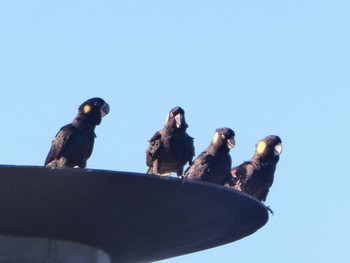 Yellow-tailed Black Cockatoo Centennial Park (Sydney) Wed, 6/14/2023